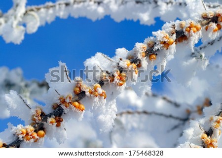 Close-up branch of sea-buckthorn is covered with frost on the background of blue sky winter sunny day