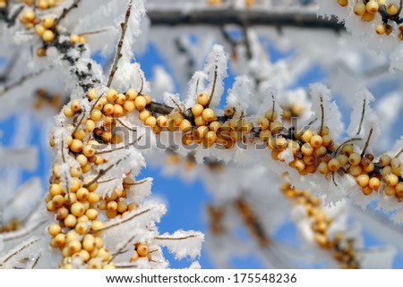 Close-up branch of sea-buckthorn is covered with frost on the background of blue sky winter sunny day