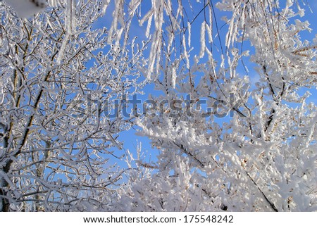 close-up frost on the branches of trees grass and bushes frosty winter day