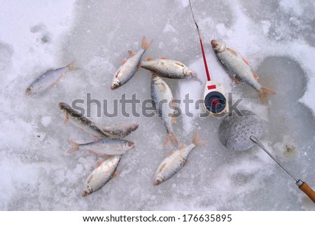 close-up of freshly caught fish and a fishing rod on the river ice in winter day