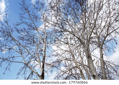 close-up crown of the tree without leaves against the blue sky and white clouds in early spring