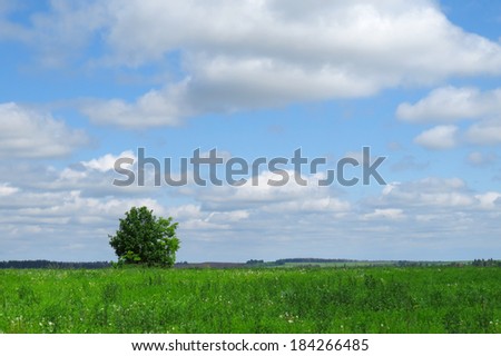 summer landscape of endless fields and forests on a clear sunny day
