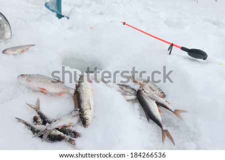 close-up freshly caught fish and a fishing rod near the hole on the frozen snow-covered river cloudy day