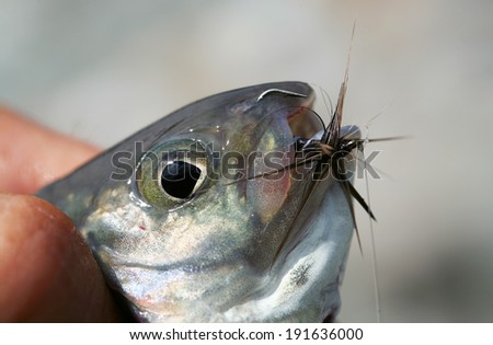macro grayling fish head with a hook in the mouth in fisherman\'s hand