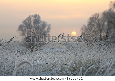 winter landscape of oaks and dry grass in the frost by the river at sunset
