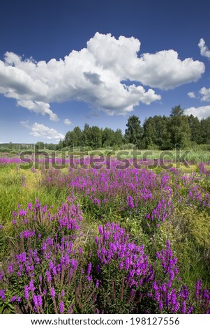 beautiful summer landscape marvelous purple wild flowers and bright blue sky with white clouds on a sunny day