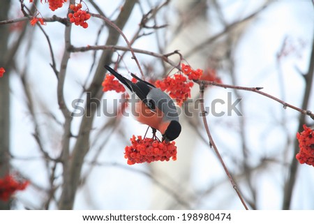 close-up bullfinches on branches of maple and rowan winter February day