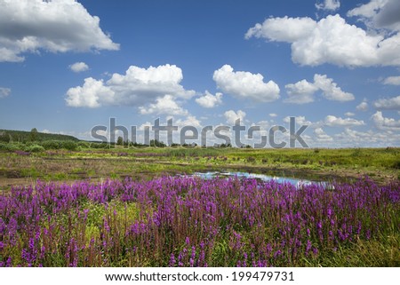 beautiful summer landscape marvelous purple wild flowers and bright blue sky with white clouds on a sunny day