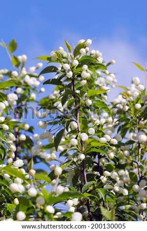 close-up of blooming apple tree branch against the blue sky spring day