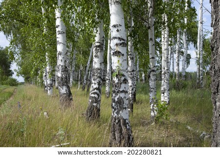 summer landscape walk in a birch forest, close-up white stems and green leaves and grass