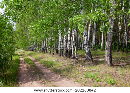 summer landscape walk in a birch forest, close-up white stems and green leaves and grass