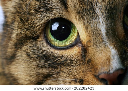 close-up portrait of adult tabby cat with expressive green eyes studio