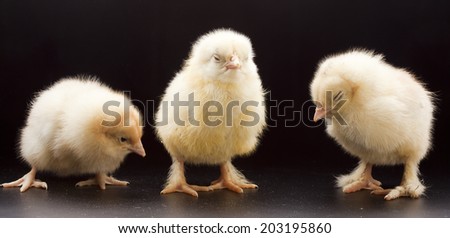 close-up small fluffy chickens on a dark background studio