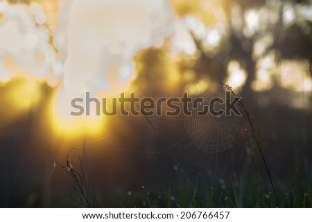 macro grass in drops of dew and cobwebs in the rays of the setting sun in summer