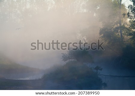 summer landscape of mist over the river in the early morning at sunrise and a trees  shore