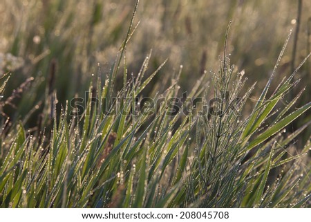 macro grass in drops of dew and cobwebs in the rays of the setting sun in summer
