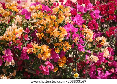 macro beautiful colorful flowers in the park on a sunny afternoon in the spring of Egypt