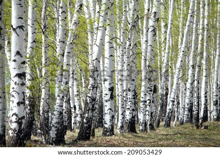 landscape white birch trees in the green haze young foliage in early spring