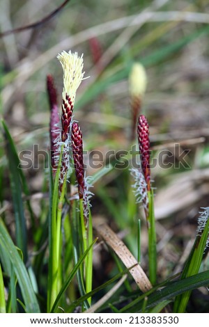 macro shoots of reeds on the bank of the river in early spring