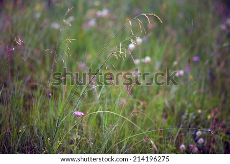close-up of prairie grass and flowers in the rain