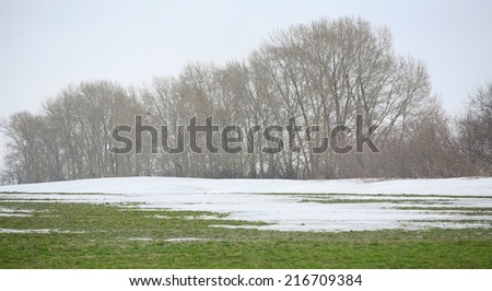 landscape in early spring in the fields of new green grass under the melted snow on a cloudy day