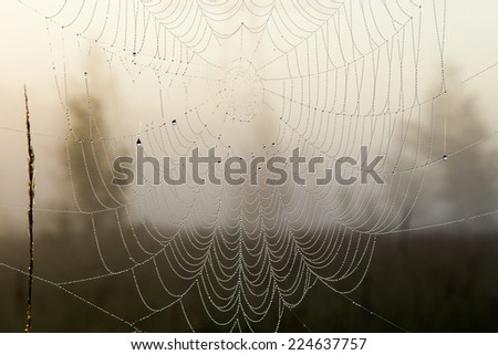 close-up of the cobweb on the grass in the early misty morning near the river in the summer