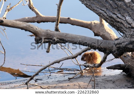 autumn landscape muskrat on the river bank of dry branches of a fallen tree