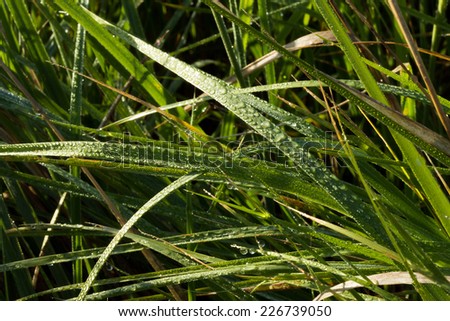 macro meadow grass with dew in the early morning at sunrise in the sunlight