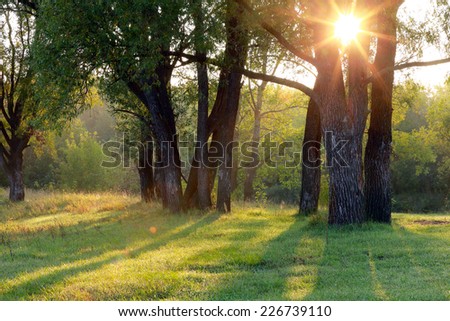 autumn landscape of a beautiful sunset in the woods, the sun's rays make their way through the foliage