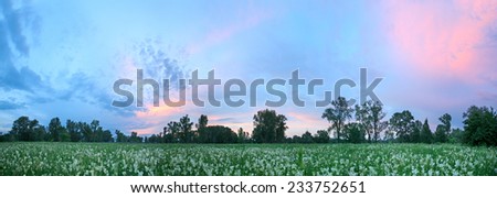panorama of summer landscape sunset and a rainbow after the rain over a flowering meadow