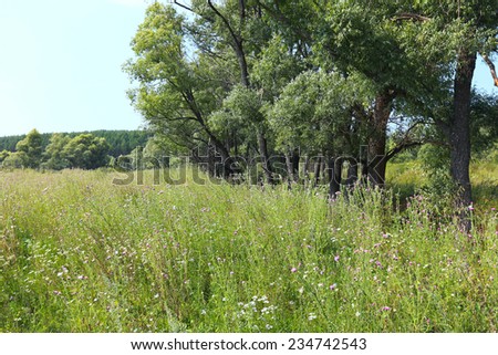 summer landscape high grass meadow and trees on the background of blue sky