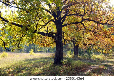 autumn landscape beautiful yellow leaves on the trees in the oak grove on a sunny day