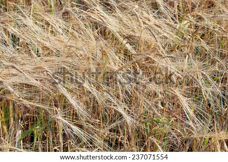 isolated close-up of ripe ears of grain on a hot summer day during the harvest