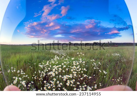 summer landscape sunset over the chamomile field and beautiful clouds in the blue sky