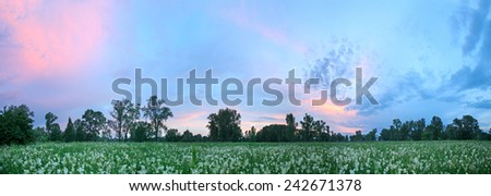 panorama of summer landscape sunset and a rainbow after the rain over a flowering meadow