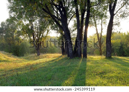 autumn landscape of a beautiful sunset in the woods, the sun\'s rays make their way through the foliage