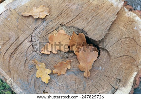 close-up of fallen oak leaves yellowed autumn day in the woods