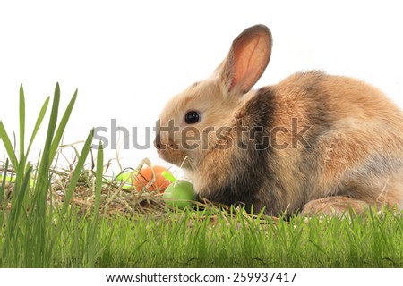 lose-up of easter bunny on white background studio