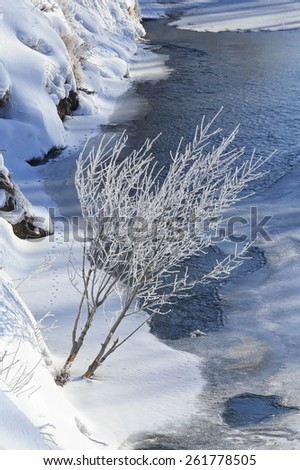 winter landscape sunny frosty morning on the river, blue sky and trees in hoarfrost on the shores of