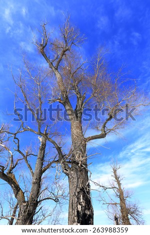 landscape crown of oak trees without leaves against the sky