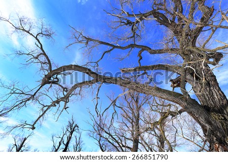 landscape crown of oak trees without leaves against the sky
