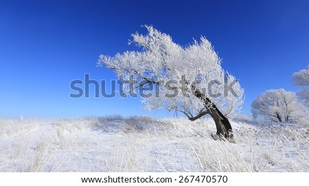 beautiful winter landscape trees in hoarfrost in the snow-covered field on a sunny day