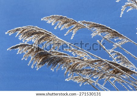 close-up dry grass in hoarfrost on a background of snow and fog