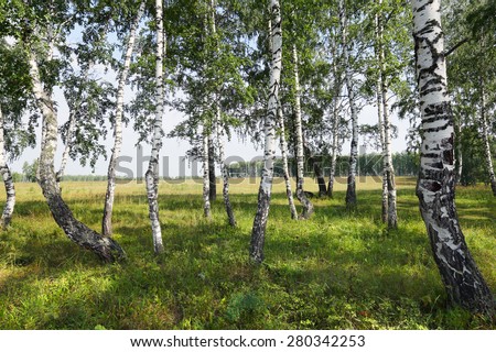 beautiful summer landscape birch grove in the Urals on a clear sunny day