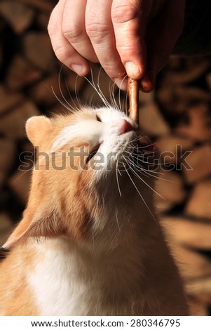 close-up ginger cat standing on its hind legs reaching for the meat in the man's hand