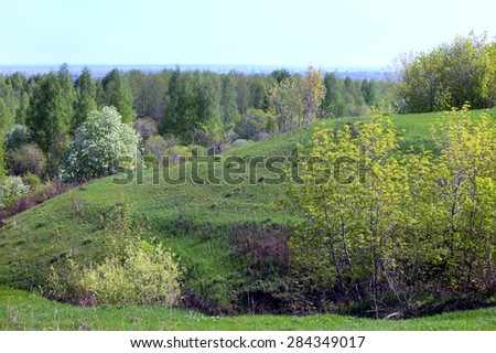 spring landscape field trees with young leaves and blossoming wild apple trees in the early morning