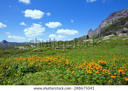 summer landscape of snow and flowers at the foot of mountain Turtle Ergaki Western Sayan on a sunny day
