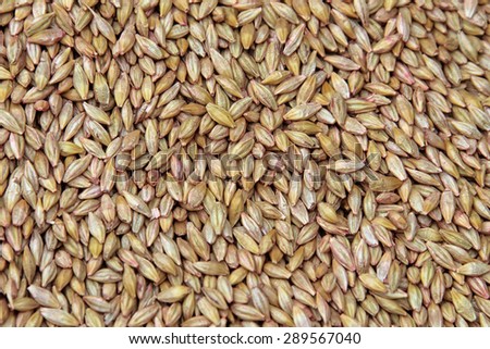 macro isolated texture piles selected grain for sowing in natural lighting