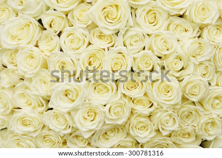 isolated close-up of a huge bouquet of white roses