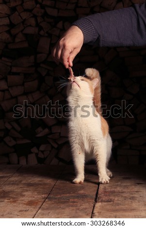 close-up ginger cat standing on its hind legs reaching for the meat in the man's hand
